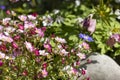 Red spring flowers of saxifraga Ãâ arendsii blooming in rock garden, close up Royalty Free Stock Photo